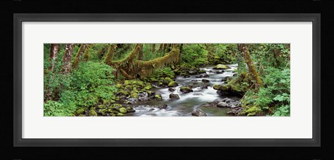 Framed Creek Olympic National Park WA USA Print