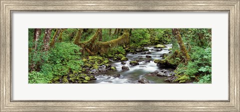 Framed Creek Olympic National Park WA USA Print