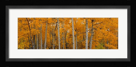 Framed Quaking Aspens Dixie National Forest UT Print
