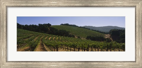 Framed Vineyard on a landscape, Napa Valley, California, USA Print