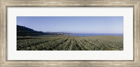 Framed Pineapple field on a landscape, Kapalua, Maui, Hawaii, USA Print