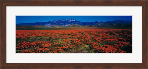 Framed Field, Poppy Flowers, Antelope Valley, California, USA Print