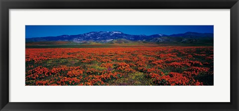 Framed Field, Poppy Flowers, Antelope Valley, California, USA Print