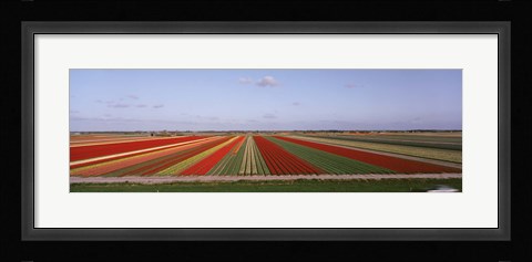 Framed High Angle View Of Cultivated Flowers On A Field, Holland Print