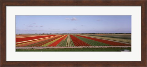 Framed High Angle View Of Cultivated Flowers On A Field, Holland Print