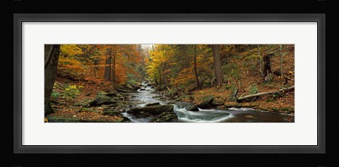 Framed Fall Trees Kitchen Creek PA Print