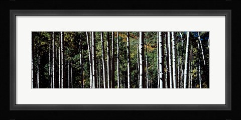 Framed White Aspen Tree Trunks CO USA Print