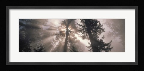 Framed Trees Redwood National Park, California, USA Print
