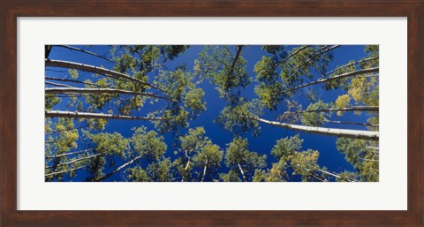 Framed White Aspen Trees CO USA Print
