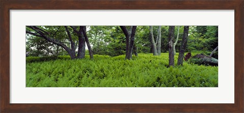 Framed Trees in a forest, North Carolina, USA Print