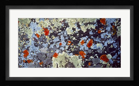 Framed Lichens on Rock CO USA Print