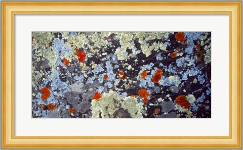 Framed Lichens on Rock CO USA Print