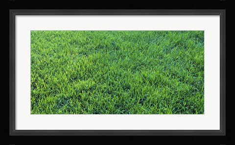 Framed Grass Sacramento CA USA Print