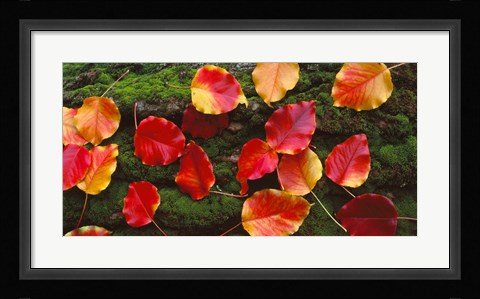 Framed Fall Leaves Sacramento CA USA Print