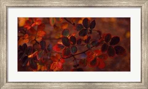 Framed Autumn leaves, Colorado, USA Print