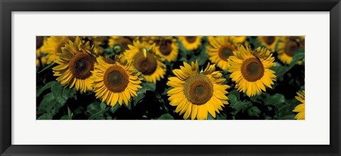 Framed Sunflowers ND USA Print
