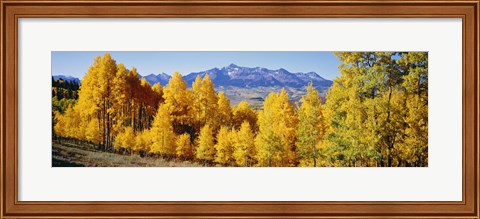 Framed Fall Aspen Trees Telluride CO Print