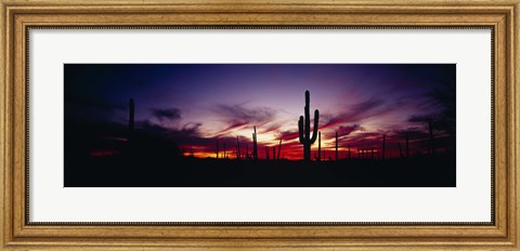 Framed Silhouette of Saguaro cactus (Carnegiea gigantea), Saguaro National Monument, Arizona, USA Print