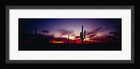 Framed Silhouette of Saguaro cactus (Carnegiea gigantea), Saguaro National Monument, Arizona, USA Print