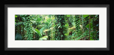 Framed Vegetation Seychelles Print
