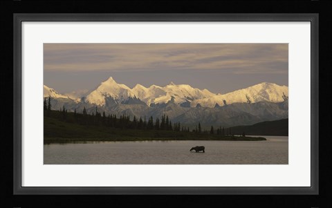 Framed Moose standing on a frozen lake, Wonder Lake, Denali National Park, Alaska, USA Print