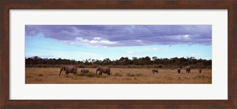 Framed Africa, Kenya, Masai Mara National Reserve, Elephants in national park Print