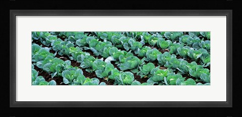 Framed Cabbage, Yamhill Co, Oregon, USA Print