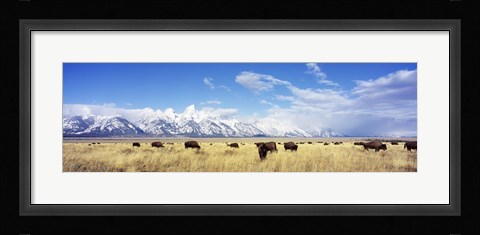 Framed Bison Herd, Grand Teton National Park, Wyoming, USA Print