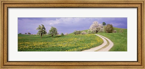 Framed Meadow Of Dandelions, Zug, Switzerland Print