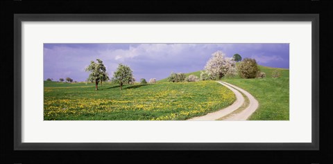 Framed Meadow Of Dandelions, Zug, Switzerland Print