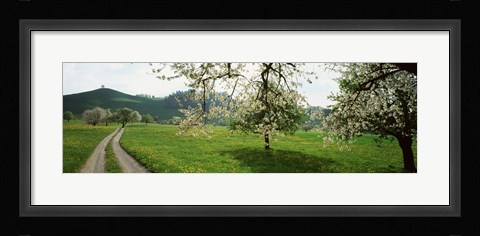 Framed Dirt Road Through Meadow Of Dandelions, Zug, Switzerland Print