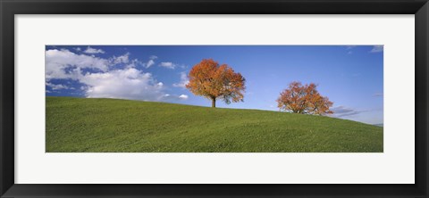 Framed Cherry Trees On A Hill, Cantone Zug, Switzerland Print