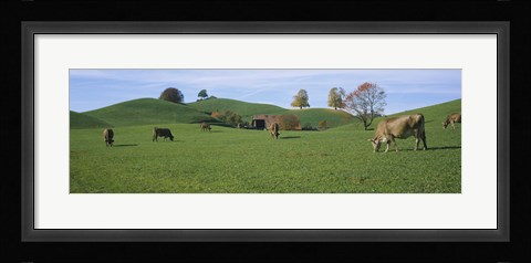Framed Cows grazing on a field, Canton Of Zug, Switzerland Print