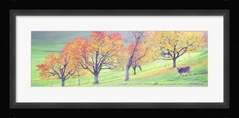 Framed Cow Cantone Zug Switzerland Print