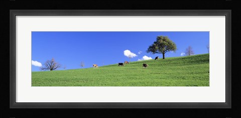 Framed Cows, Canton Zug, Switzerland Print
