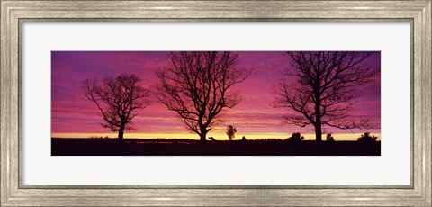 Framed Oak Trees, Sunset, Sweden Print