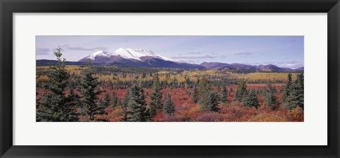 Framed Canada, Yukon Territory, View of pines trees in a valley Print