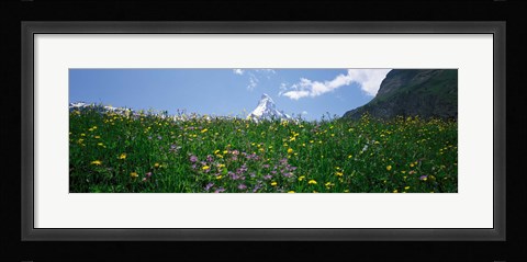 Framed Wild Flowers, Matterhorn Switzerland Print