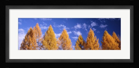 Framed Lark Trees, Switzerland Print