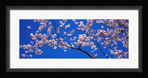 Framed Cherry Blossoms Washington DC Print
