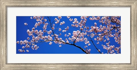 Framed Cherry Blossoms Washington DC Print