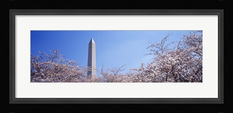 Framed Washington Monument behind cherry blossom trees, Washington DC, USA Print