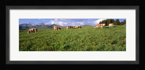 Framed Switzerland, Cows grazing in the field Print