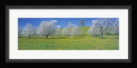 Framed View Of Blossoms On Cherry Trees, Zug, Switzerland Print