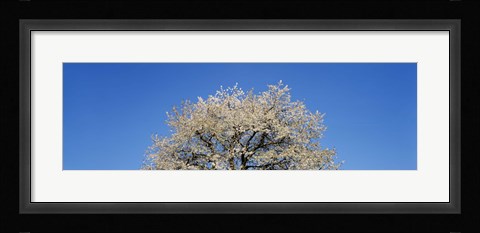 Framed Cherry Blossoms, Switzerland Print