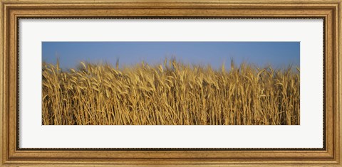 Framed Field Of Wheat, France Print