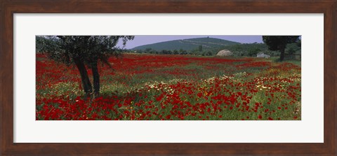 Framed Red poppies in a field, Turkey Print