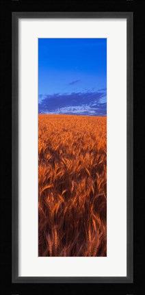 Framed Wheat Field WA Print