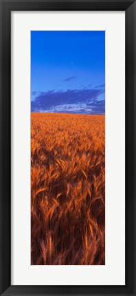 Framed Wheat Field WA Print