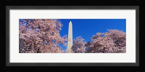 Framed Cherry Blossoms Washington Monument Print